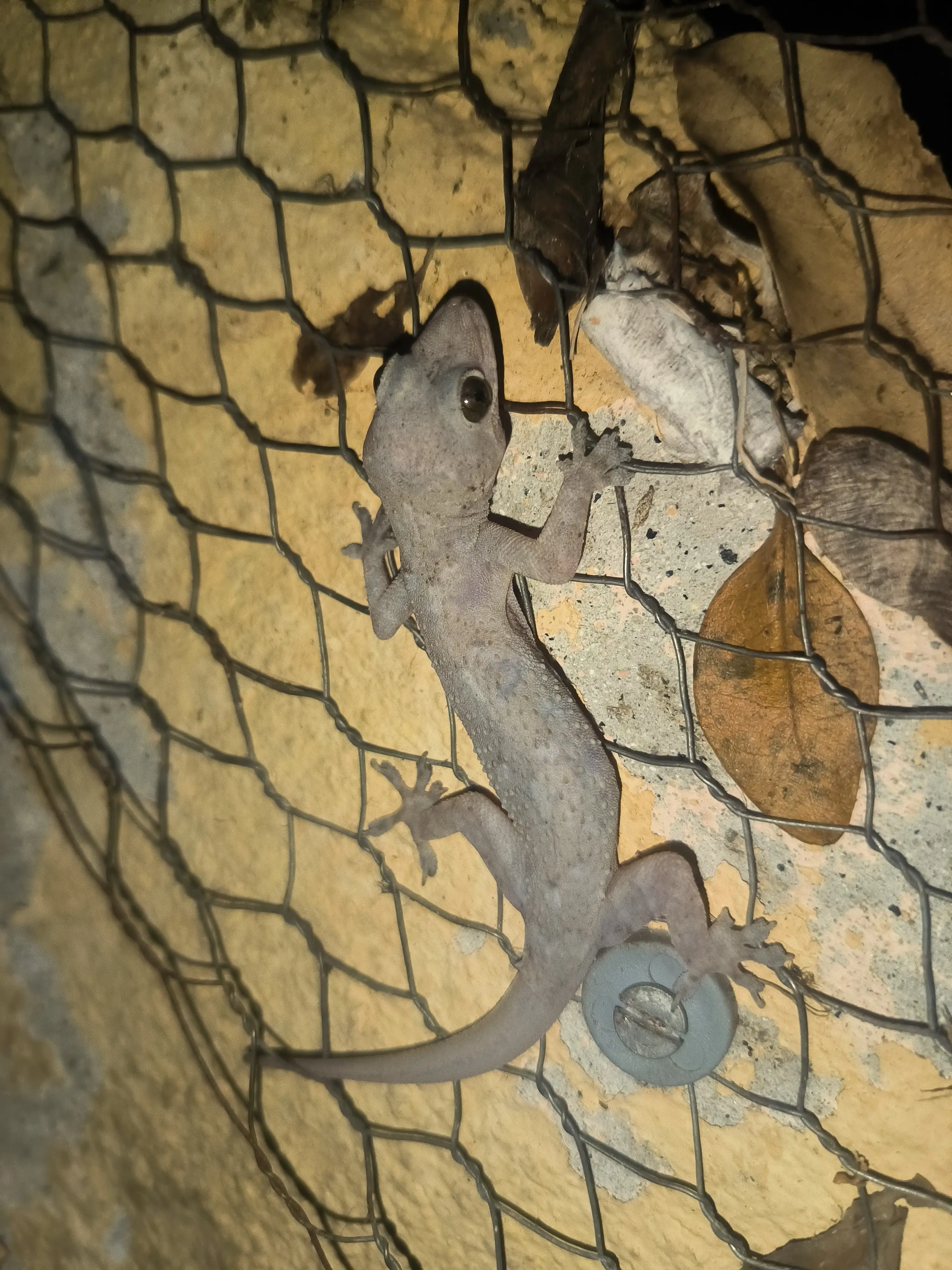 Gecko